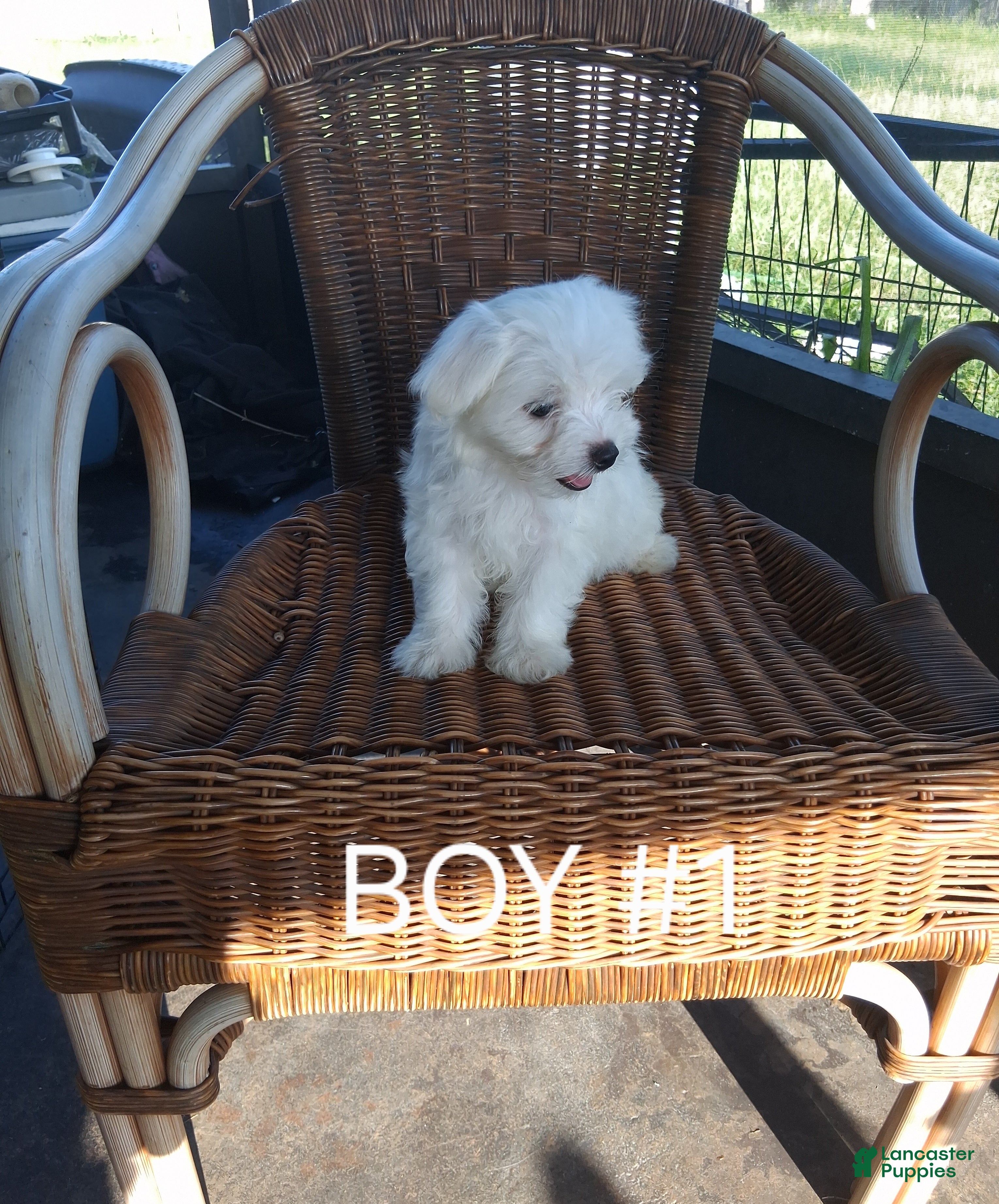 Maltese dogs for sale: Maltese 1 - Ad 2