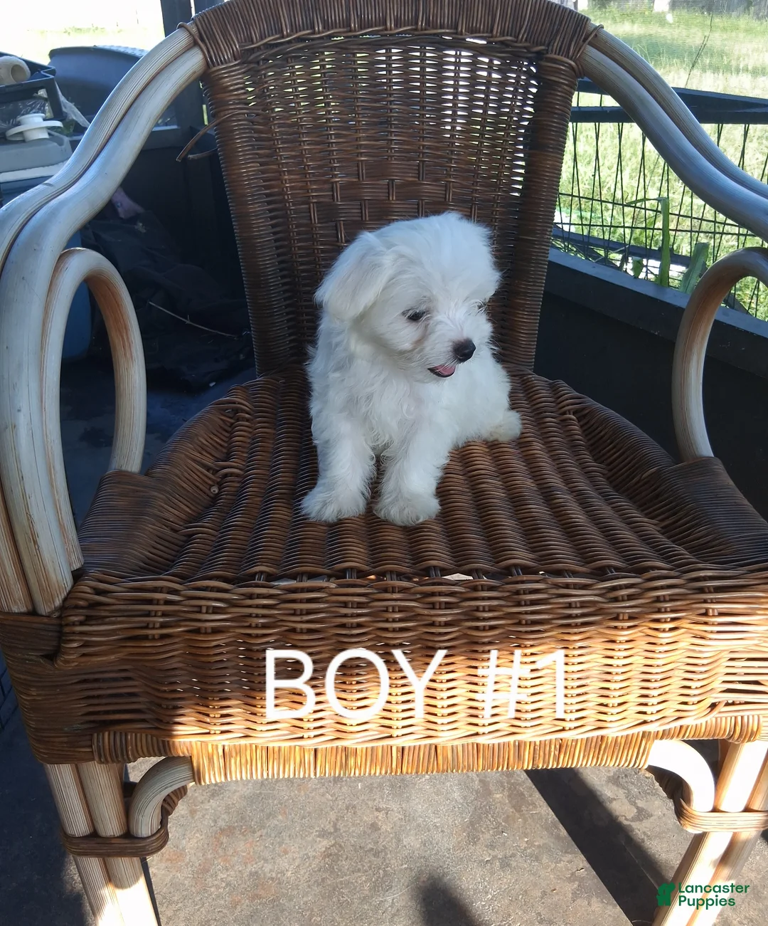 Maltese dogs for sale: Maltese 1 - Ad 1