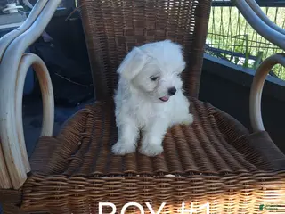 Maltese dogs Maltese 1 - Ad 3