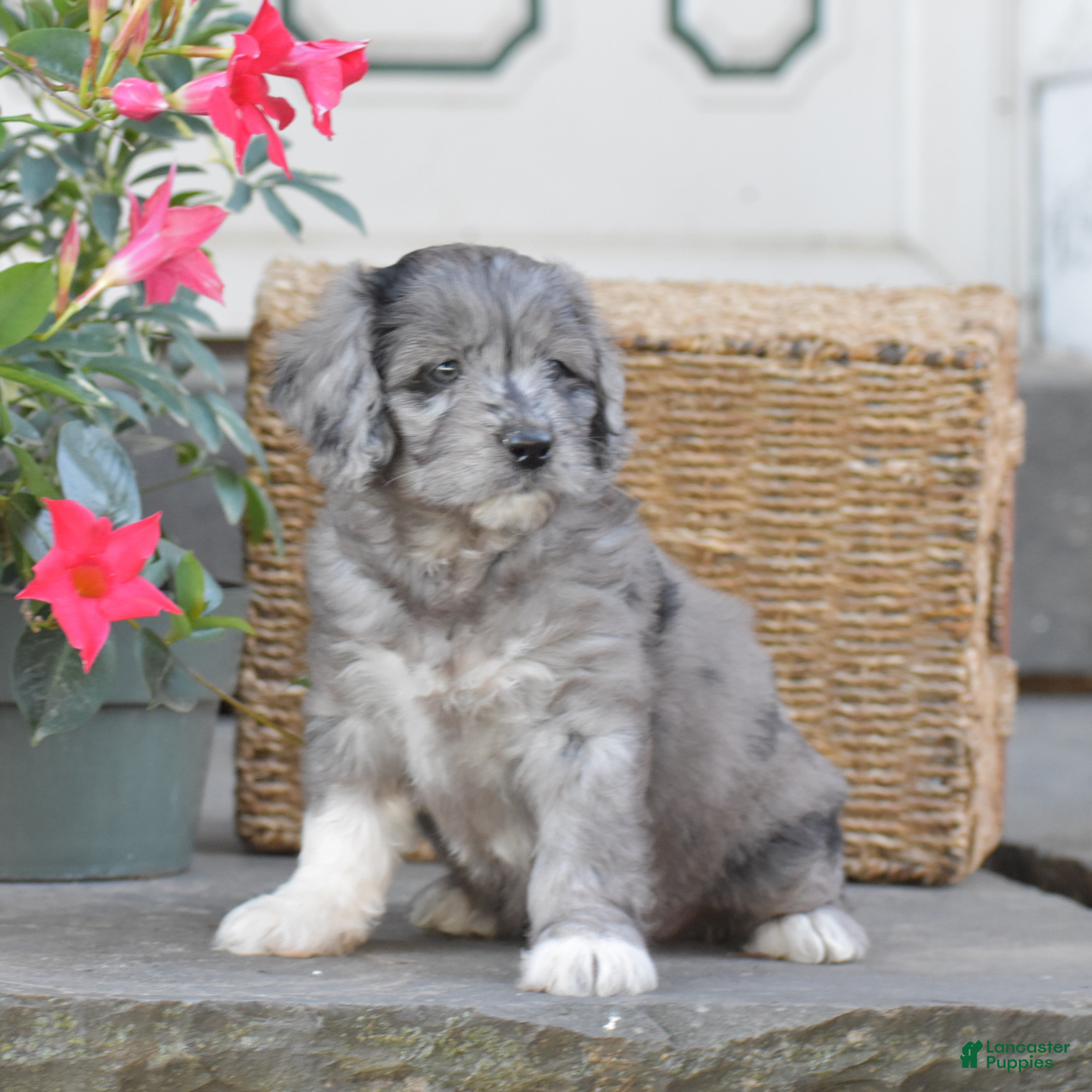 Mini Goldendoodle dogs Harmony - Ad 2