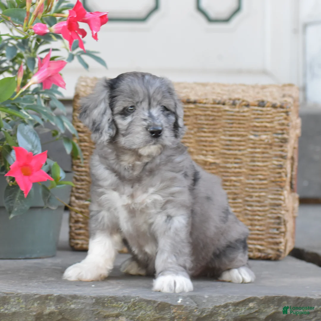 Mini Goldendoodle dogs for sale: Harmony - Ad 2