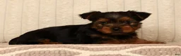 Yorkshire Terrier dogs for sale: Lucy - Ad 6