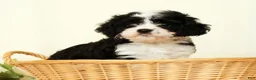 Cavapoo dogs for sale: Winnie - Ad 5