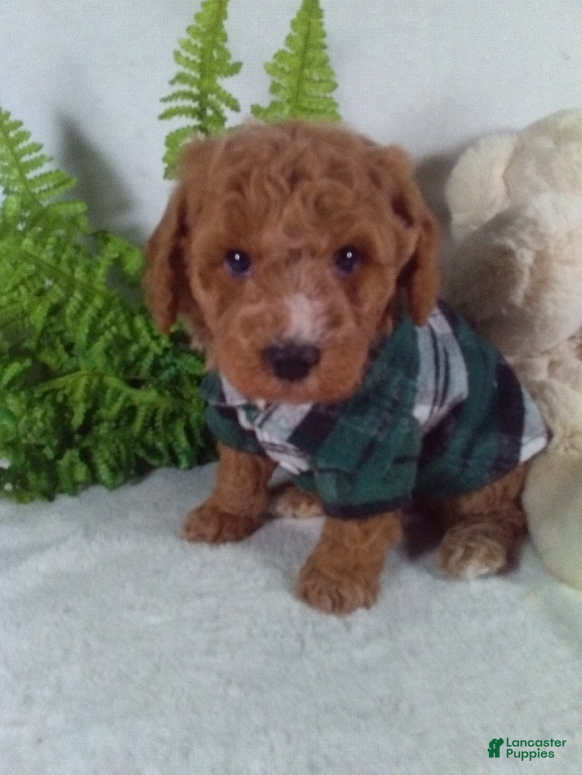 Bichpoo dogs Jasper - Ad 16