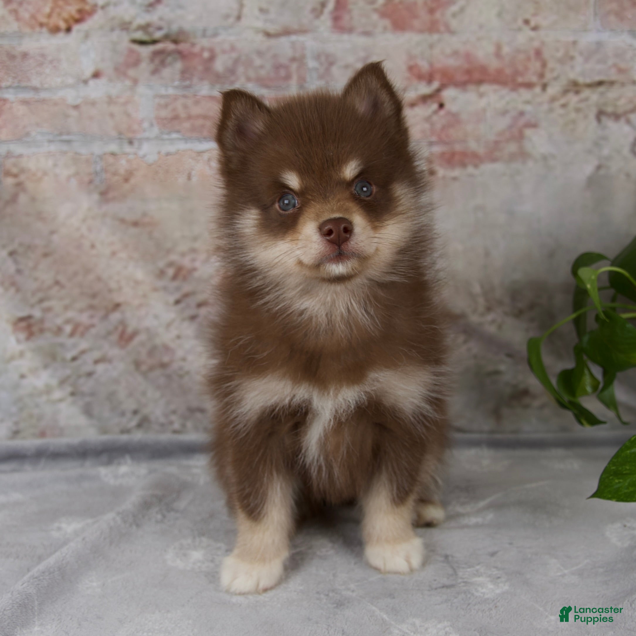 Pomsky dogs Kara - Ad 1