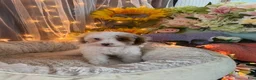 Miniature Poodle dogs for sale: Miniature Poodle 1 - Ad 2