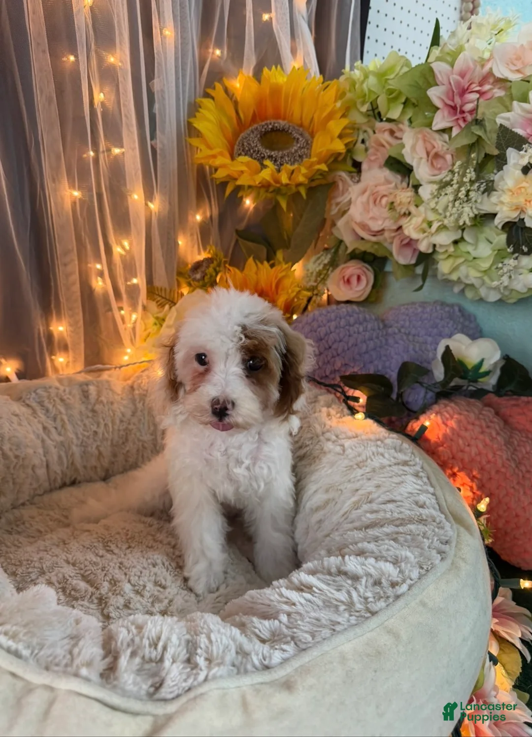 Miniature Poodle dogs for sale: Miniature Poodle 1 - Ad 2