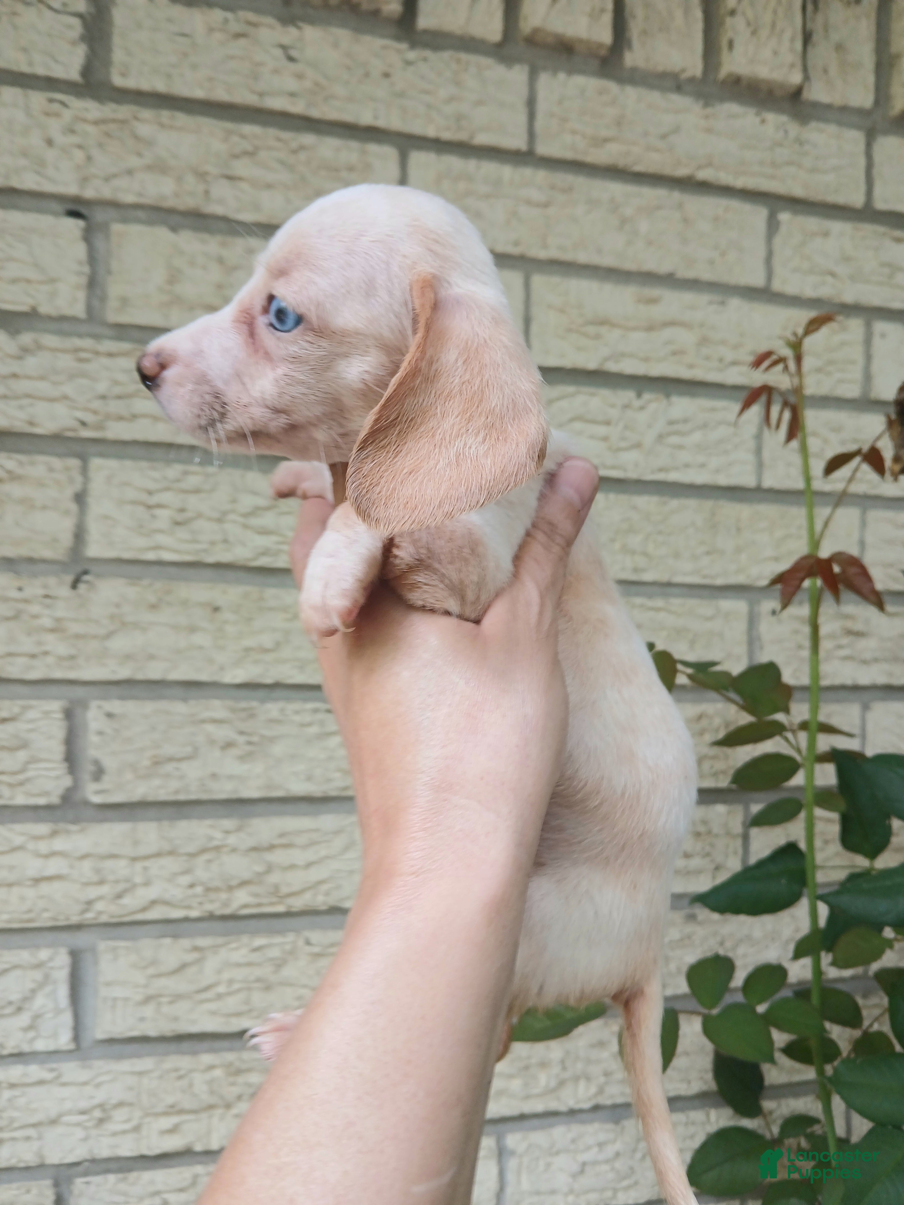 Miniature Dachshund dogs Sugar pies piebald girl Freckle nose. Hand delivery  - Ad 35