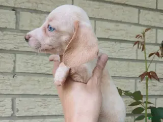 Miniature Dachshund dogs Sugar pies piebald girl Freckle nose. Hand delivery - Ad 35