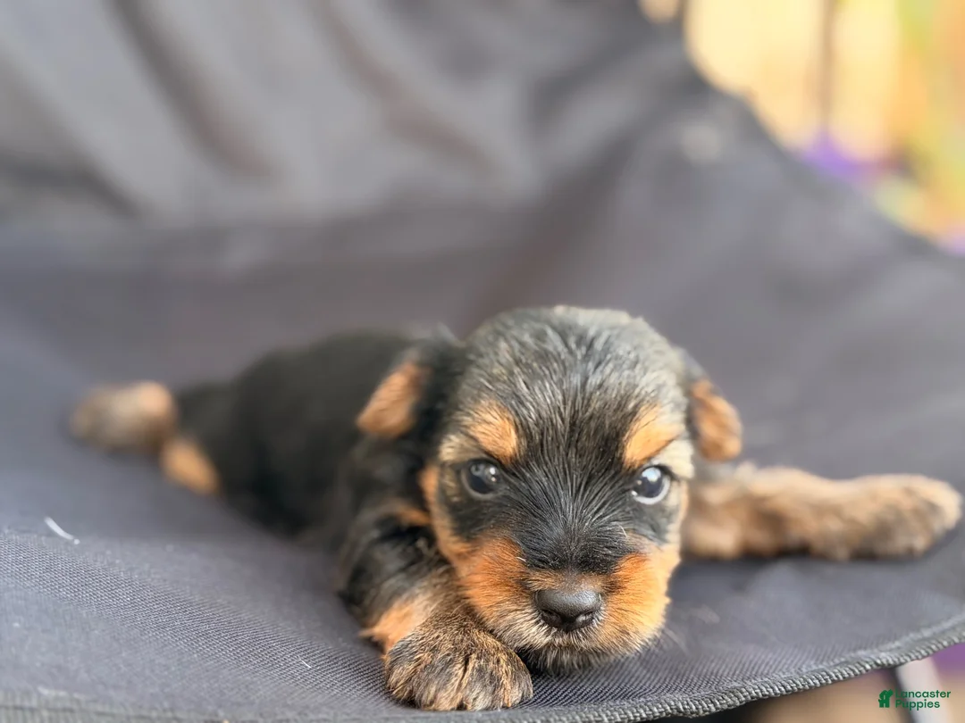 Yorkshire Terrier dogs for sale: Yorkshire Terrier 1 - Ad 1