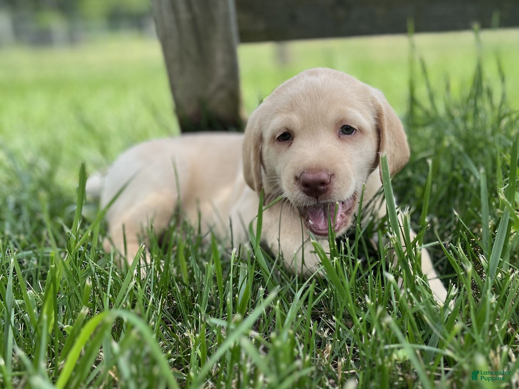 Labrador Retriever dogs Mandy - Ad 2