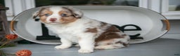 Australian Shepherd dogs for sale: Mose - Ad 1