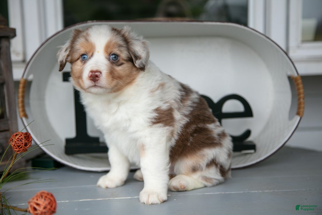 Australian Shepherd dogs for sale: Mose - Ad 1