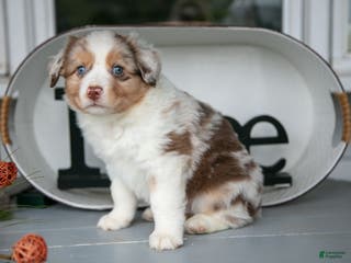Australian Shepherd dogs Mose - Ad 12