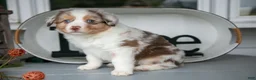 Australian Shepherd dogs for sale: Mose - Ad 1