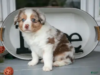 Australian Shepherd dogs Mose - Ad 21