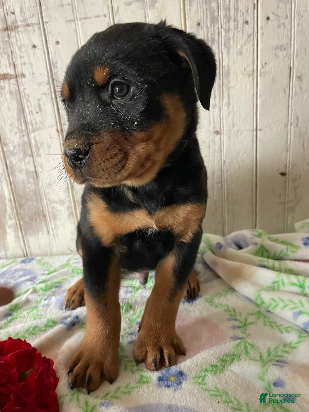 Rottweiler dogs for sale: Axel - Ad 4