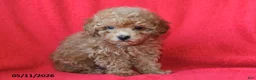 Toy Poodle dogs for sale: Robby - Ad 4