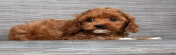 Cockapoo dogs for sale: Saturn - Ad 1