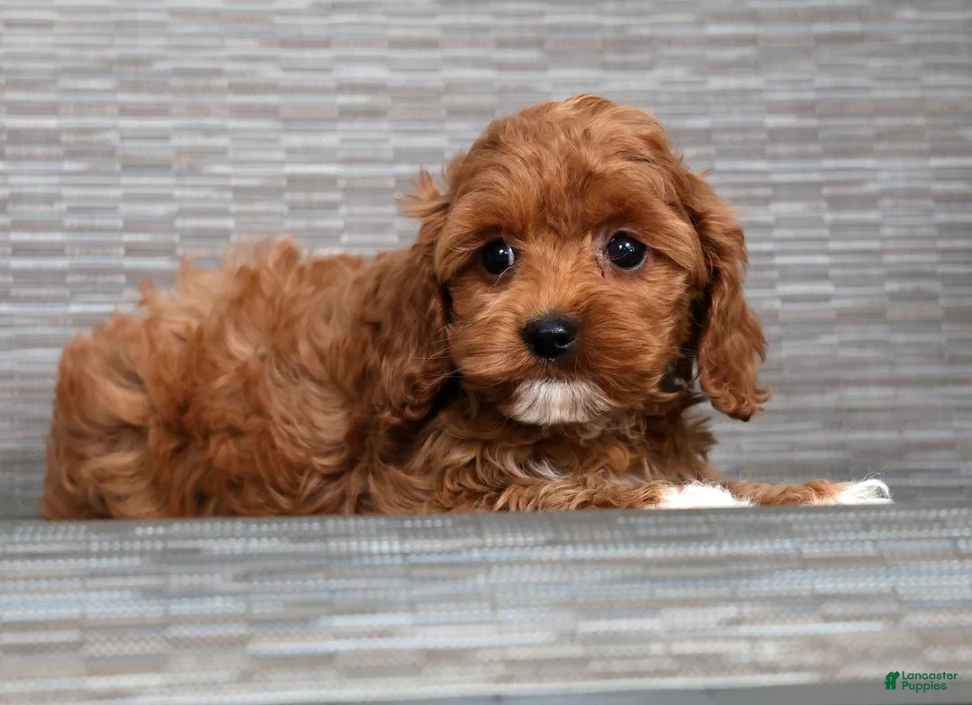 Cockapoo dogs for sale: Saturn - Ad 1