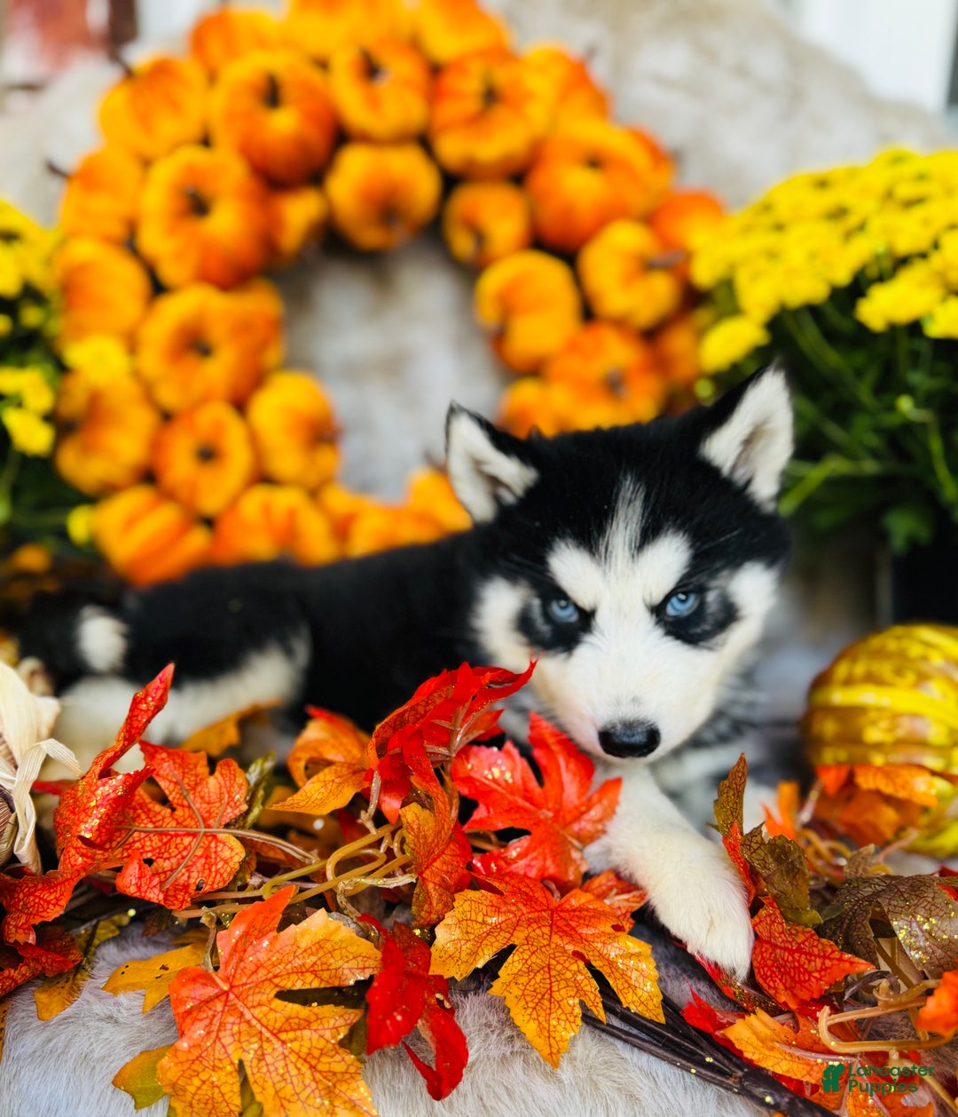 Siberian Husky dogs for sale: Siberian Husky Puppy 1 - Ad 6