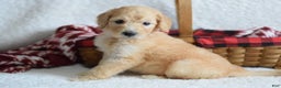 Goldendoodle dogs for sale: Goldendoodle Puppy 3 - Ad 3