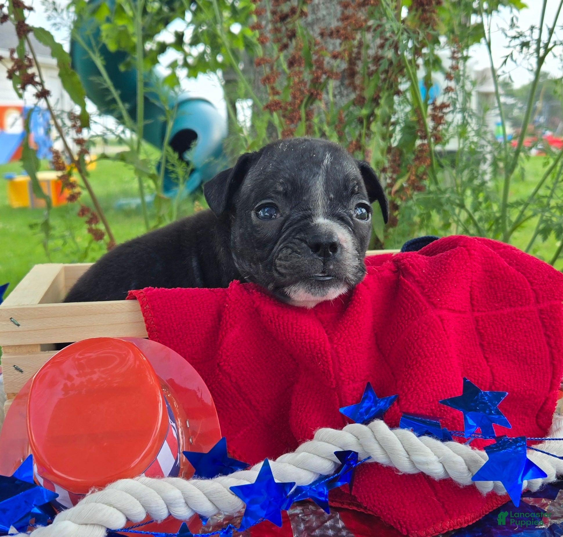 Olde English Bulldogge dogs Trixie - Ad 2