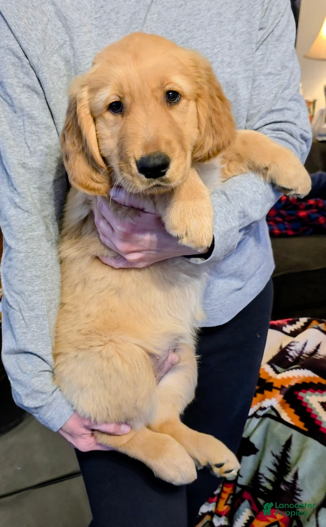 Golden Retriever dogs for sale: Charlie - Ad 2