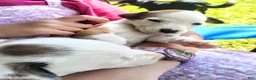 Mixed Breed dogs for sale: Mixed Breed Puppy 4 - Ad 7