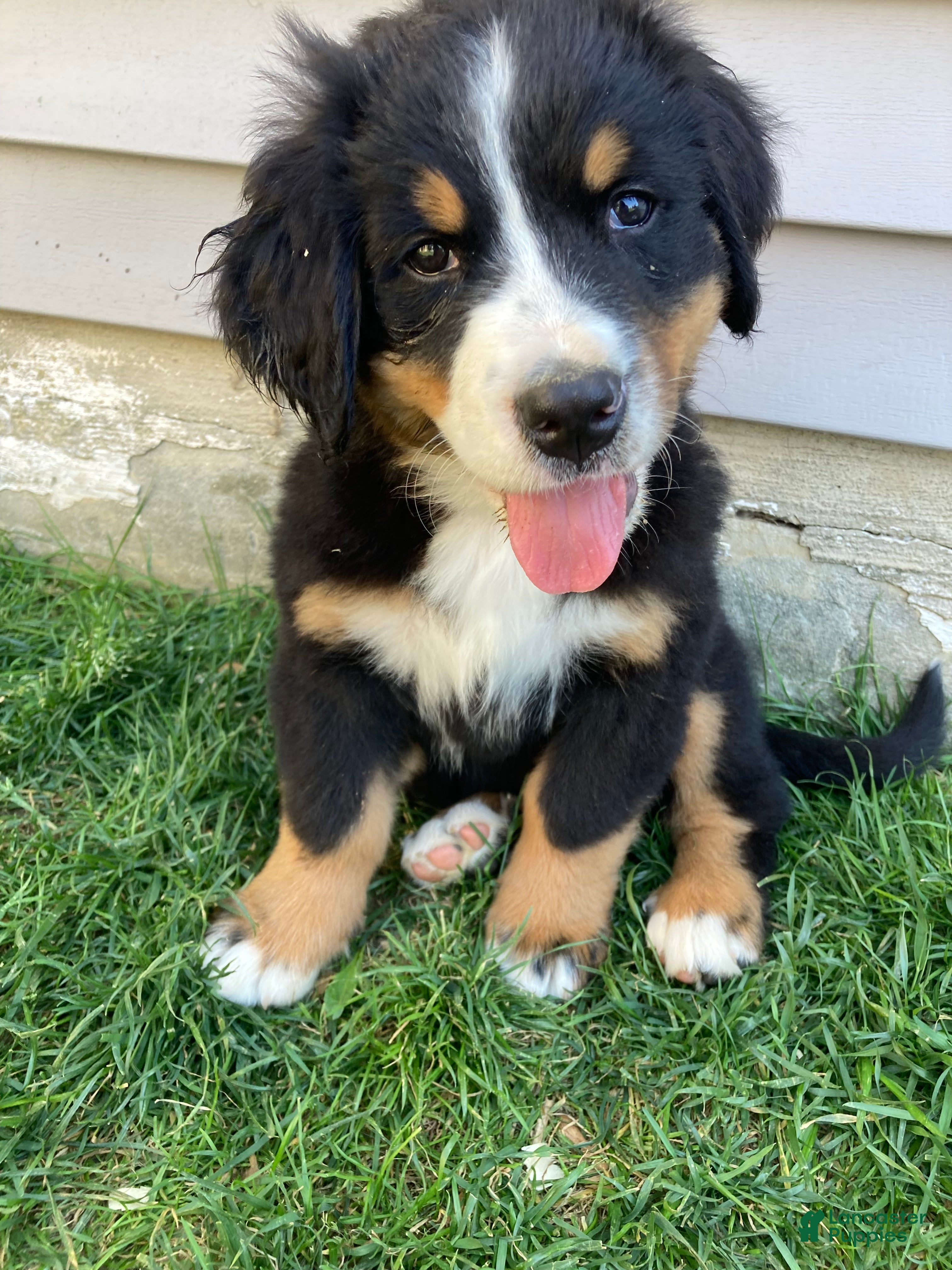 Bernese Mountain Dog dogs Sicily - Ad 1