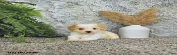 Toy Poodle dogs for sale: Benson   EXTRA SMALL - Ad 4