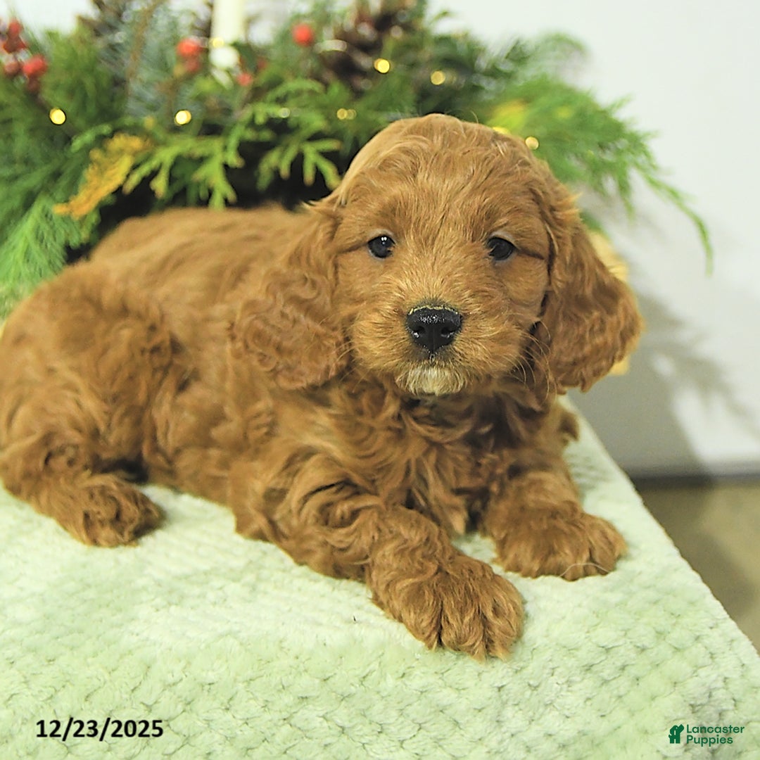 Cavapoo dogs for sale: Liam - Ad 4