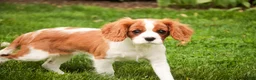 Cavalier King Charles Spaniel dogs for sale: Izzy - Ad 8