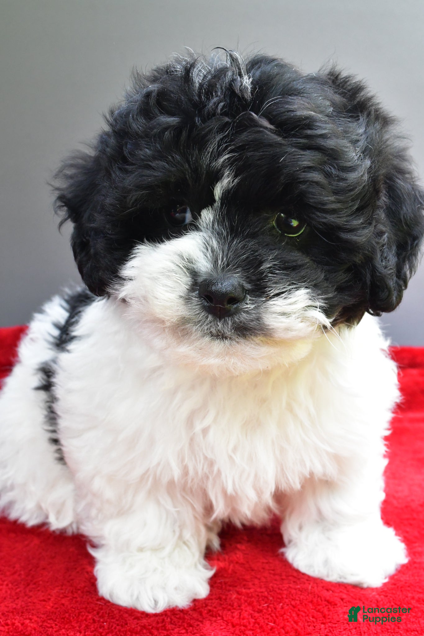 Teddy Bear dogs Sugar - Ad 1