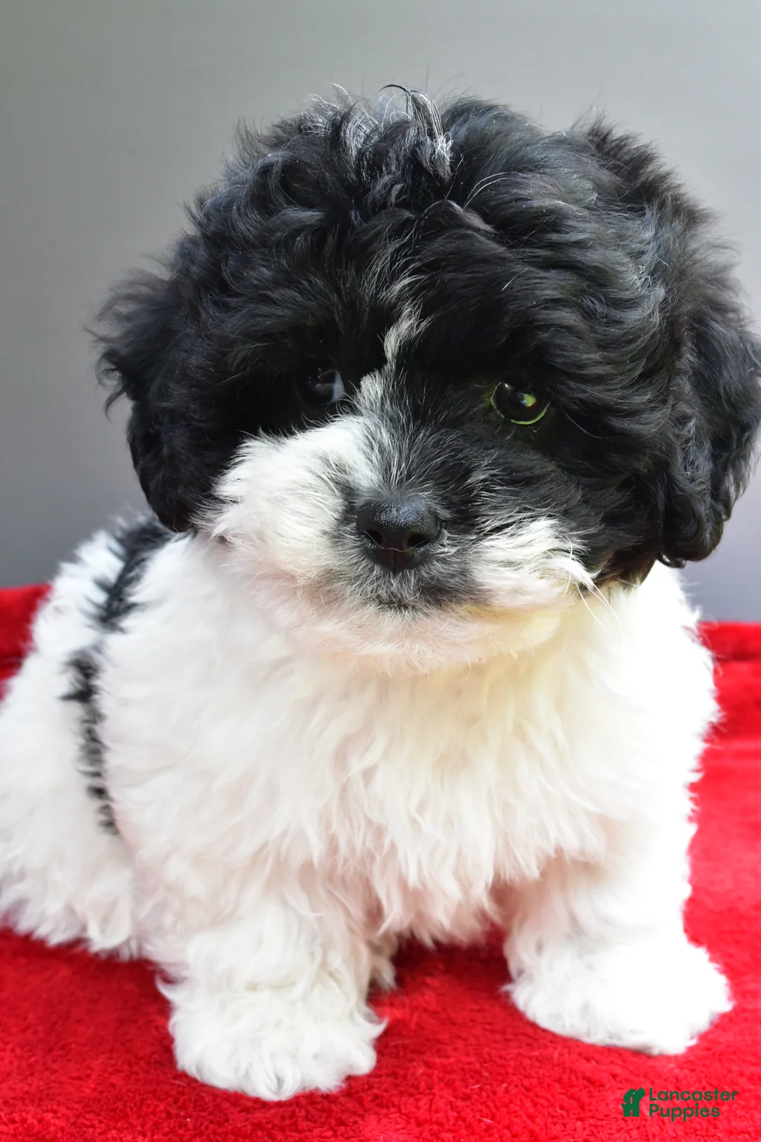 Teddy Bear dogs for sale: Sugar - Ad 1