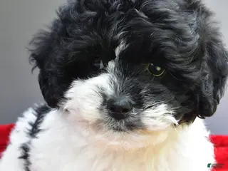 Teddy Bear dogs for sale: Sugar - Ad 3
