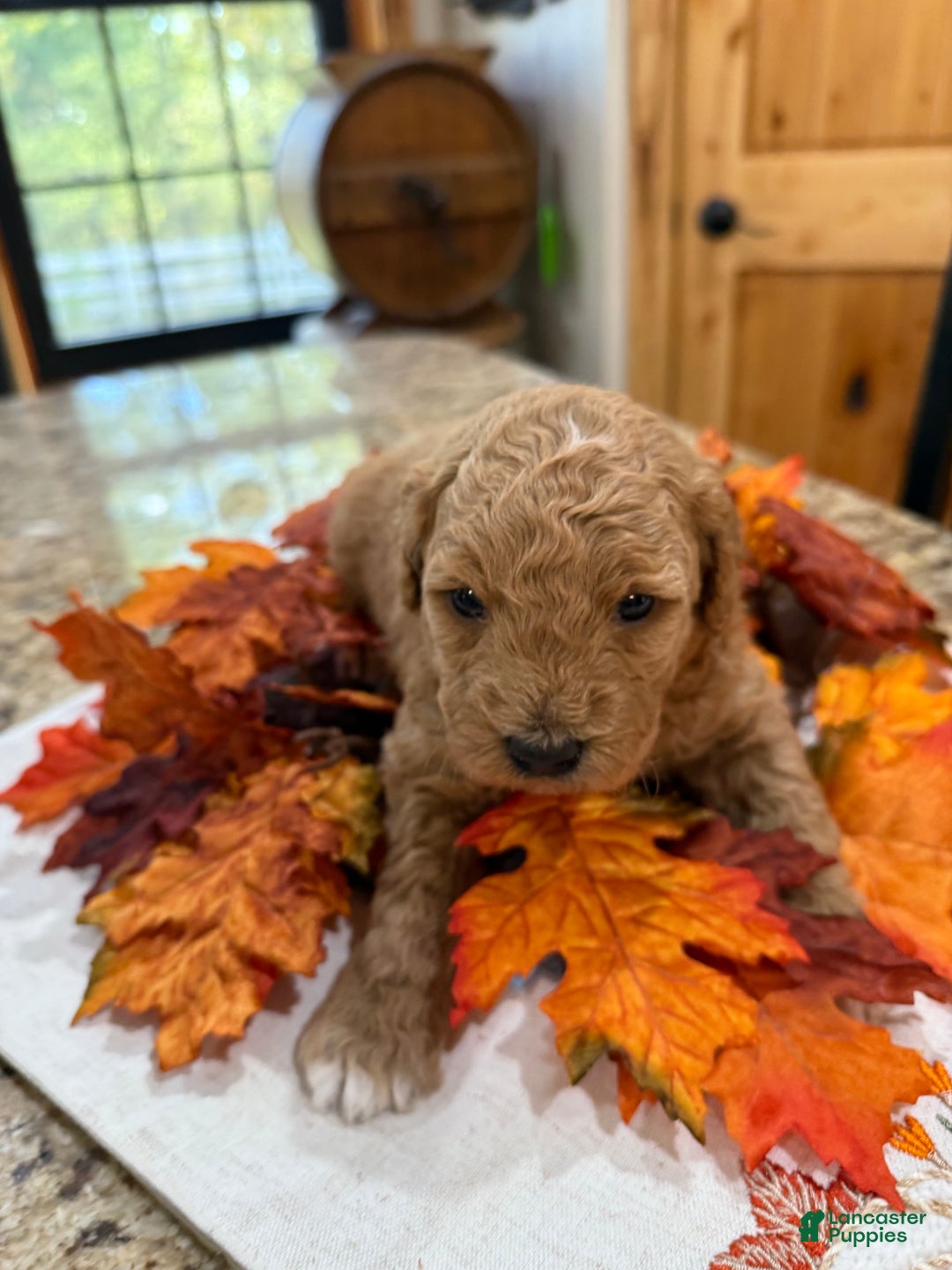 Mini Goldendoodle dogs for sale: Mini Goldendoodle Puppy 2 - Ad 4