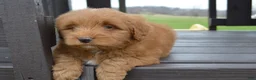 Mini Goldendoodle dogs for sale: Shaq - Ad 10