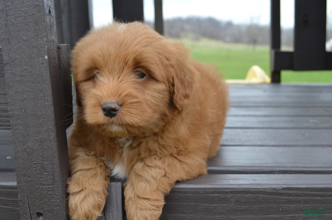 Mini Goldendoodle dogs for sale: Shaq - Ad 10