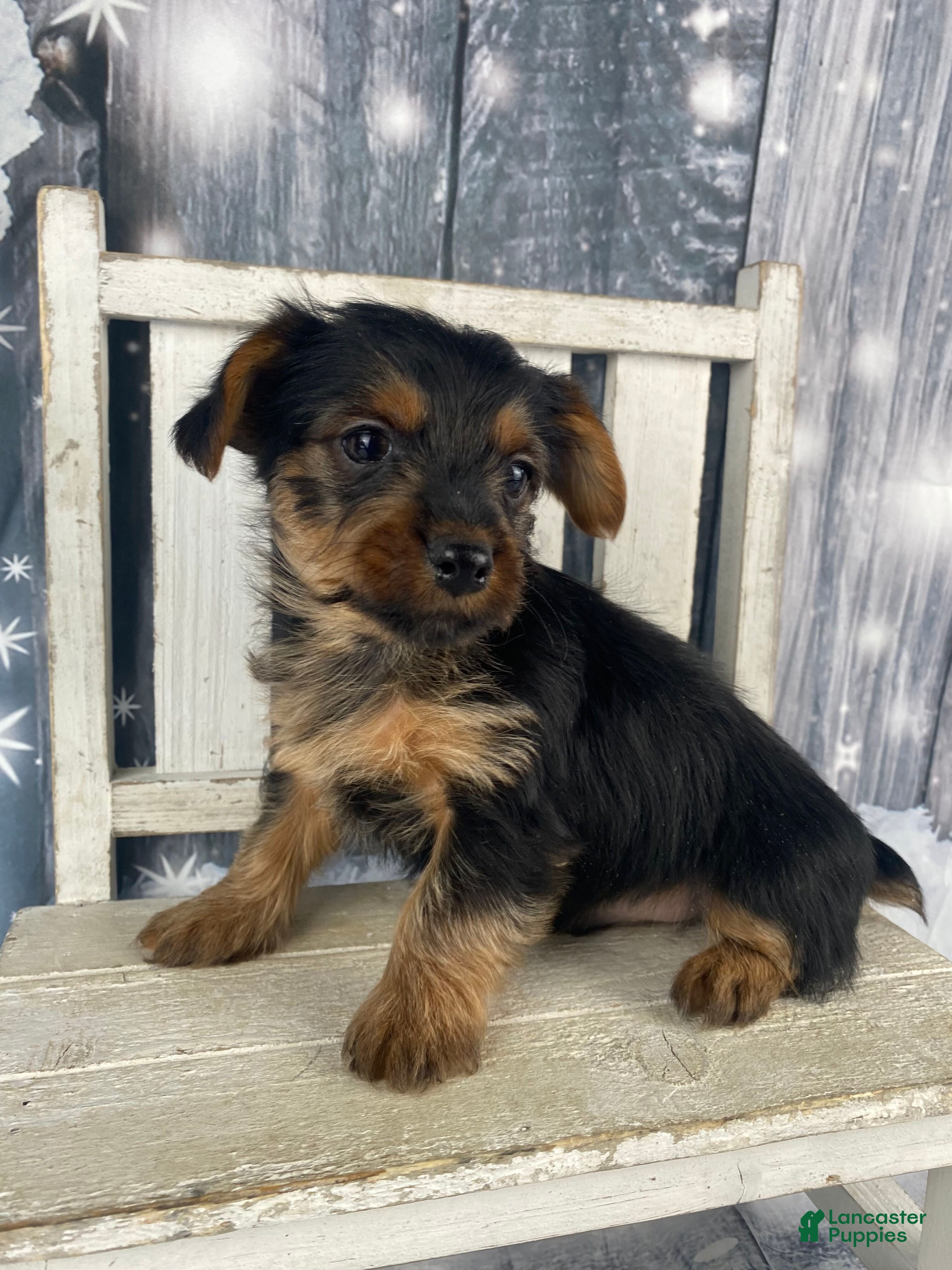 Yorkshire Terrier dogs Xavy - Ad 4