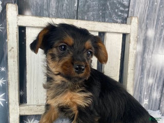 Yorkshire Terrier dogs Xavy - Ad 4