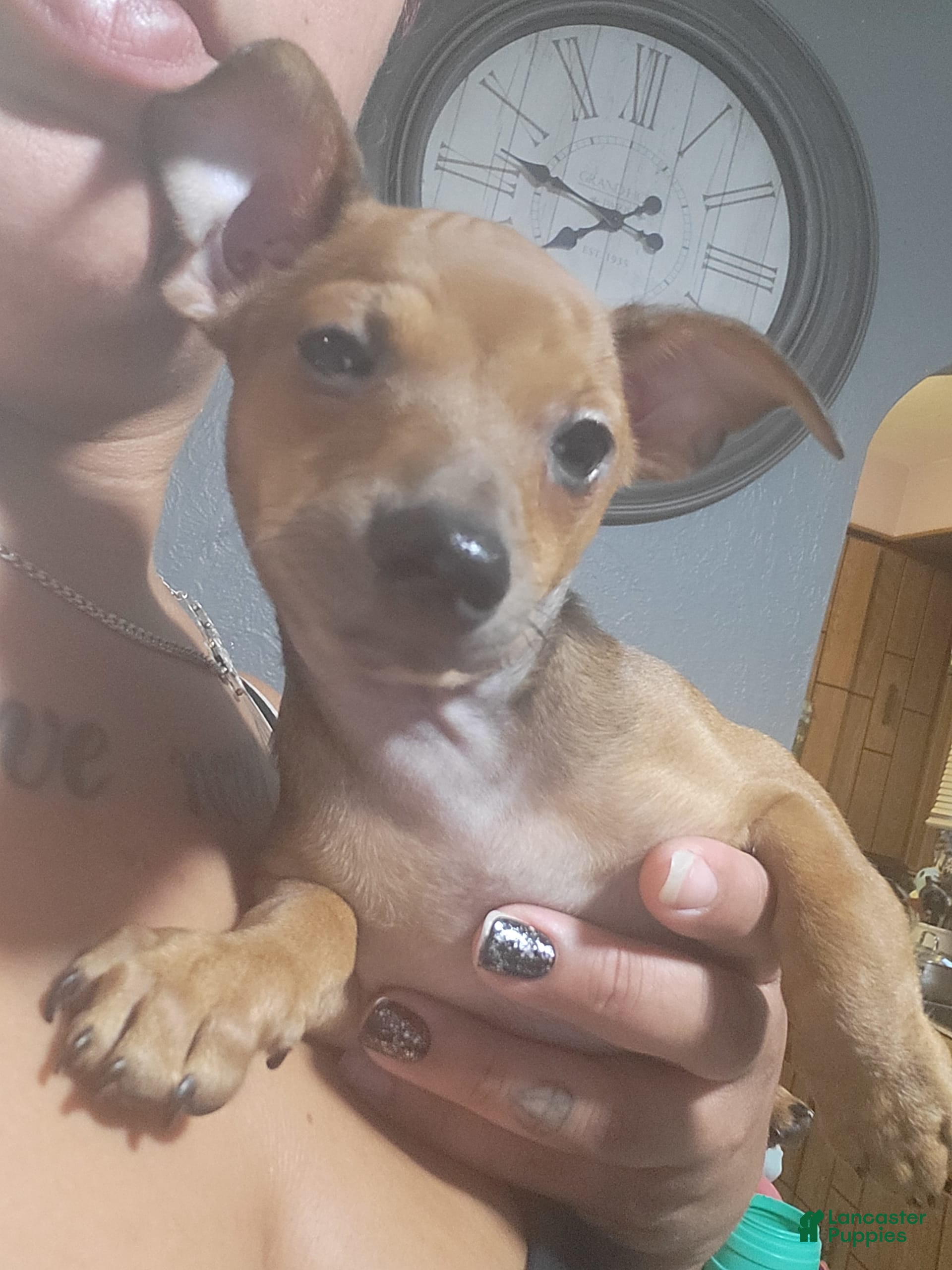 Chihuahua dogs Toby - Ad 36