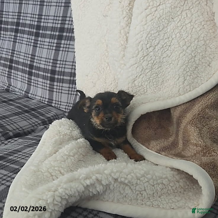 Mixed Breed dogs Ryan - Ad 2