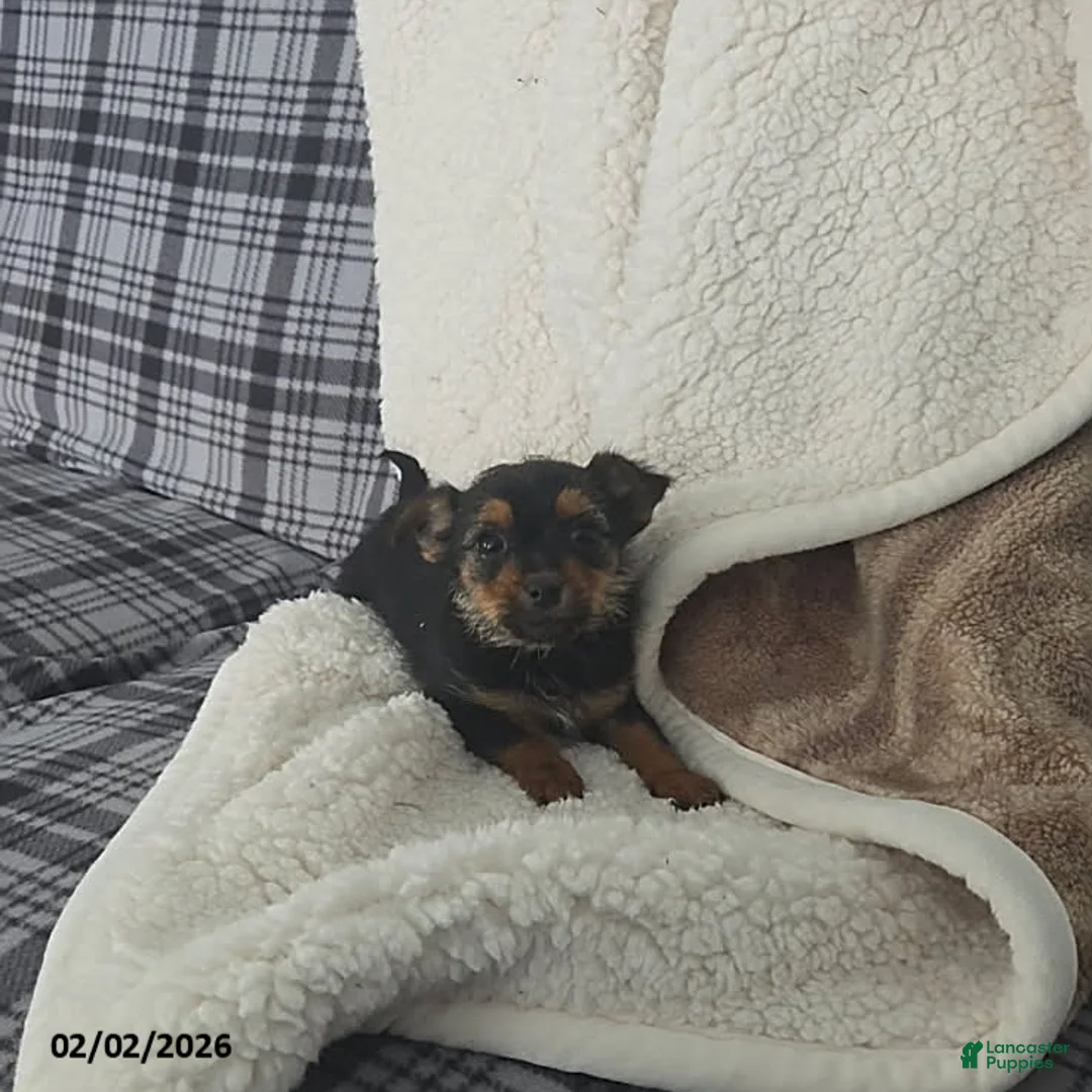 Mixed Breed dogs for sale: Ryan - Ad 2