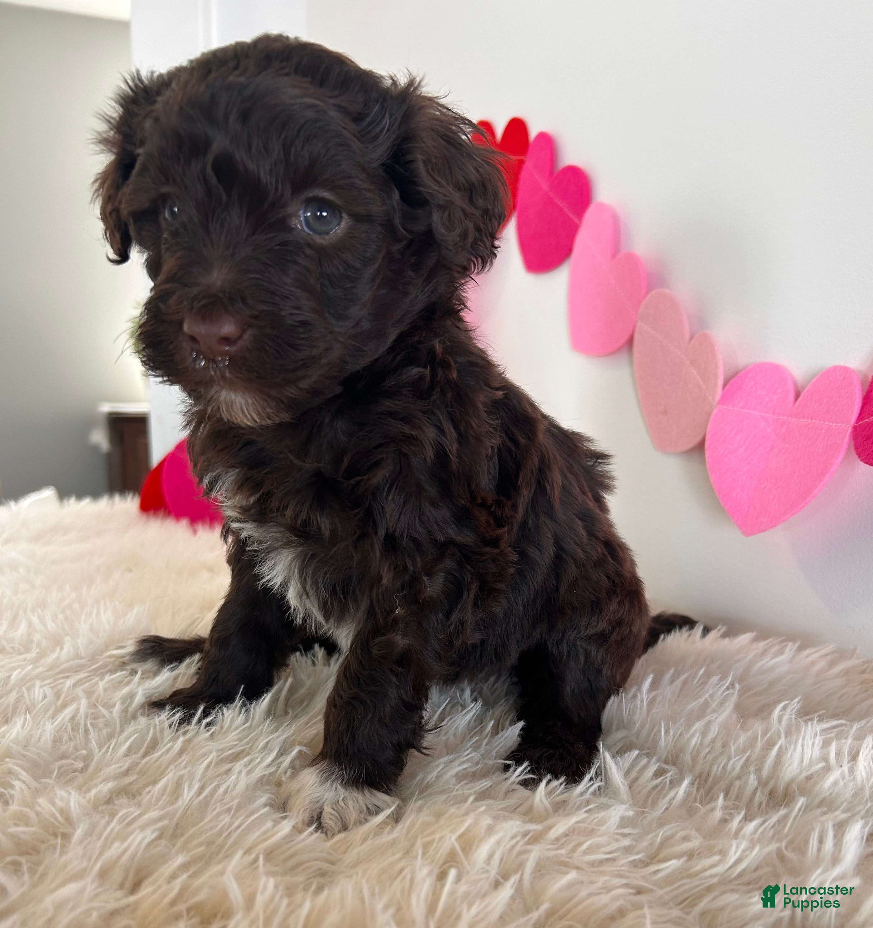 Portuguese Water Dog dogs Sugar - Ad 2