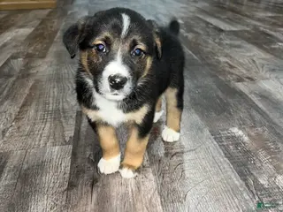 Mixed Breed dogs Oscar🩵 - Ad 34