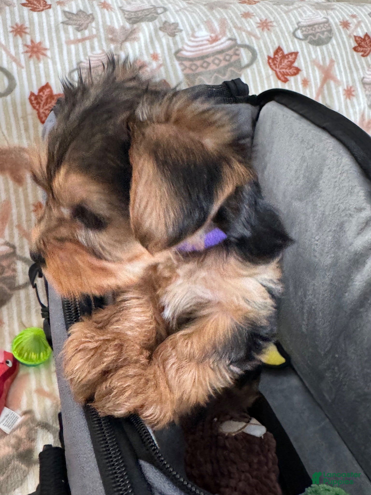 Yorkshire Terrier dogs Yorkshire purple - Ad 1