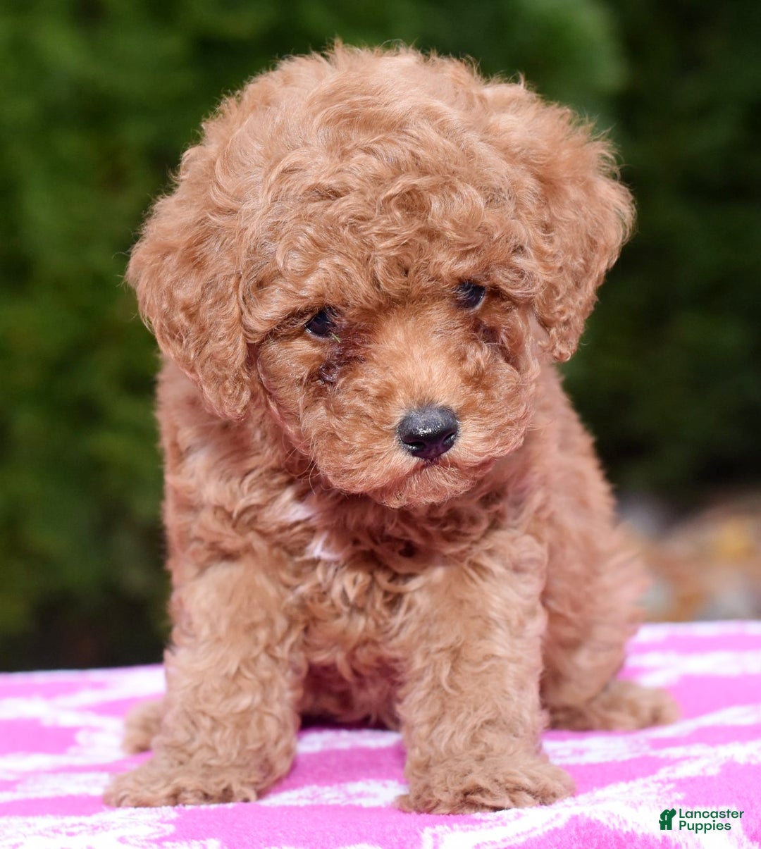 Miniature Poodle dogs for sale: Gracie - Ad 4