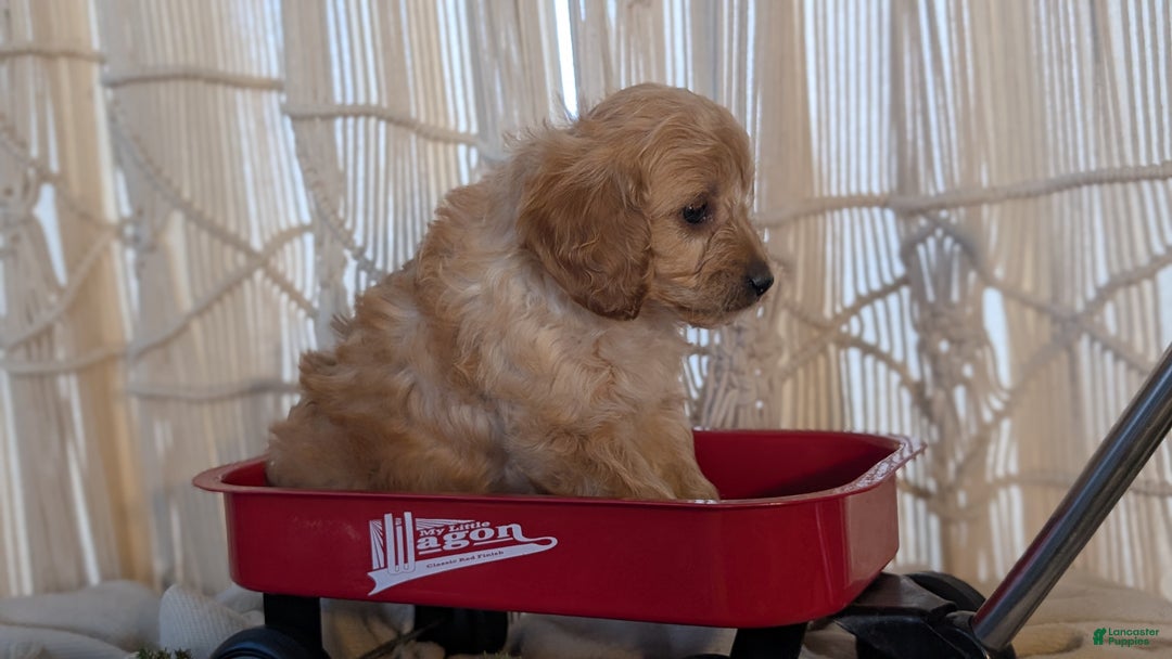 Cavapoo dogs for sale: Arlo - Ad 4