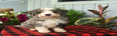 Rex